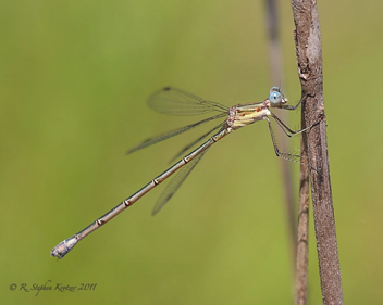 Lestes forficula, female